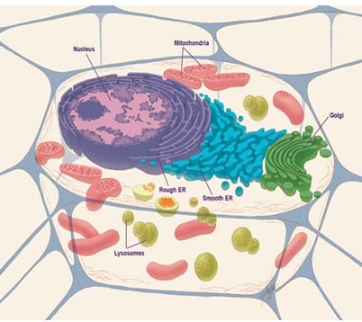 Inside the Animal Cell