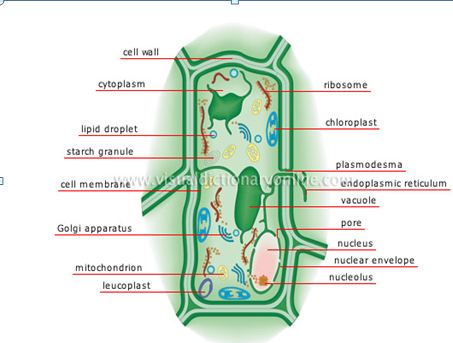 Inside the Plant Cell